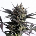 Lemon Haze Auto Feminised Cannabis Seeds | Kannabia