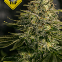 Lemon Trip Feminised Cannabis Seeds | Positronics