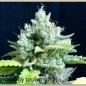 Gage Green Lemon Puff Cannabis Seeds