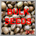 Auto OG Kush Feminised Cannabis Seeds | 100 Bulk Seeds