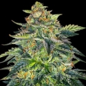 London Cream Cake Auto Feminised Cannabis Seeds | G13 Labs