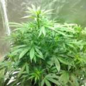 Magnum Auto Feminised Cannabis Seeds | Buddha Seeds