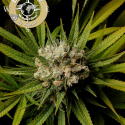 Malawi Gold Feminised Cannabis Seeds - Anesia Seeds