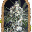 Medxotic Pure CBD Feminised Cannabis Seeds | Exotic Seeds