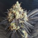 Mighty Grape Feminised Cannabis Seeds