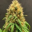 Auto Mimosa Feminised Cannabis Seeds | OO Seeds