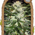 Monster Mash Auto Feminised Cannabis Seeds | Exotic Seeds