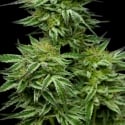 Mountaintop Mint Feminised Cannabis Seeds - Humboldt Seed Company