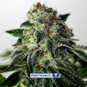 Mystic Cookie Express Auto Feminised Cannabis Seeds | Positronics