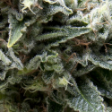 New York City CBD Auto Feminised Cannabis Seeds | Pyramid Seeds