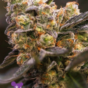 Nova OG Feminised Cannabis Seeds - Anesia Seeds