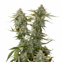 Candy Dawg Auto Feminised Cannabis Seeds | Seed Stockers