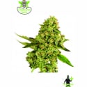 OG Cheese Feminised Cannabis Seeds | Dispensario Seeds