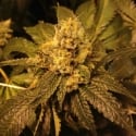 O.G. Kush Regular Cannabis Seeds | Grand Daddy Purp