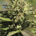 OG Kush Feminised Cannabis Seeds - Humboldt Seed Company