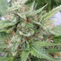 The OGRE Feminised Cannabis Seeds