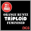 Orange Runtz TRIPLOID Feminised Seeds | Discount Cannabis Seeds