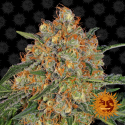 Orange Sherbert Feminised Cannabis Seeds | Barney’s Farm