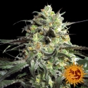 Peyote Cookies Feminised Cannabis Seeds | Barney's Farm 