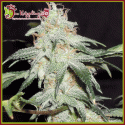 Pickled Diesel Auto Feminised Cannabis Seeds | Dr Krippling 