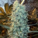 Power Plant Feminised Cannabis Seeds | Spliff Seeds