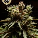 Pure Durban Poison Feminised Cannabis Seeds - Anesia Seeds