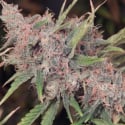 Purple Caper Regular Cannabis Seeds | Purple Caper