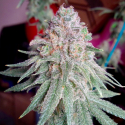 Purple Dawg Mass Feminised Cannabis Seeds | Critical Mass Collective Seeds