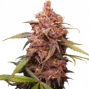 Purple Punch Feminised Cannabis Seeds | Seed Stockers