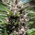 Purple Thai Feminised Cannabis Seeds - Anesia Seeds