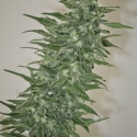 Rishi Kush Regular Cannabis Seeds