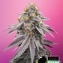 Runtz Bomb Feminised Cannabis Seeds | Bomb Seeds 