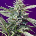 S.A.D. Automatic Feminised Cannabis Seeds | Sweet Seeds