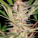 S.A.D. Feminised Cannabis Seeds | Sweet Seeds