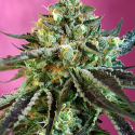 Sweet Nurse Auto Feminised Cannabis Seeds | Sweet Seeds