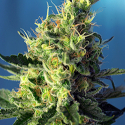 Tropicanna Poison XL Auto Feminised Cannabis Seeds | Sweet Seeds.