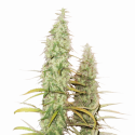 Santa Marta Haze Feminised Cannabis Seeds | Seed Stockers