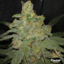 Grease Monkey Feminised Cannabis Seeds - Flavour Chasers.