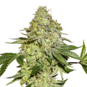 Sherbet Feminised Cannabis Seeds | Seed Stockers