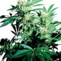 Skunk Kush Feminised Cannabis Seeds | Sensi Seeds