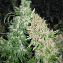 Skunk Special Feminised Cannabis Seeds | Female Seeds 