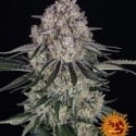 Sour Diesel Auto Feminised Cannabis Seeds | Barney's Farm 