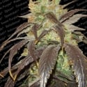 Spoetnik Feminised Cannabis Seeds | Paradise Seeds