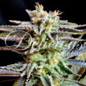 Sugar Black Rose Feminised Cannabis Seeds | Delicious Seeds