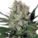 Syrup Auto Feminised Cannabis Seeds | Buddha Seeds