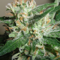 Powdered Peak Feminised Cannabis Seeds  | Superstrains
