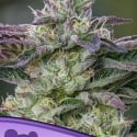 The Sin Feminised Cannabis Seeds - Anesia Seeds