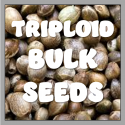 Grapefruit TRIPLOID Feminised Seeds | 100 Bulk Seeds