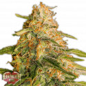 Tropic Punch Feminised Cannabis Seeds | Heavyweight Seeds