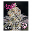 White Fire Punch Feminised Cannabis Seeds - Growers Choice